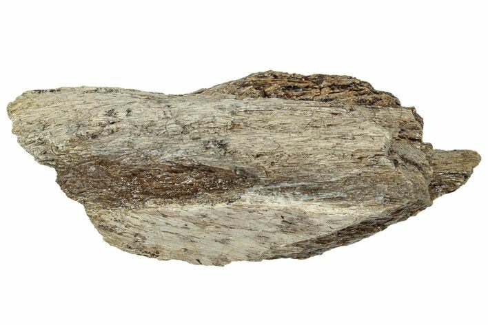 Fossil Tyrannosaur (T rex) Bone Section - Wyoming #314013